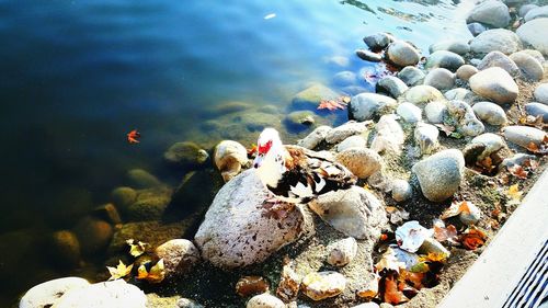 High angle view of muscovy duck perching on rock by pond at mill creek park