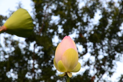 Low angle view of flowering plant against sky