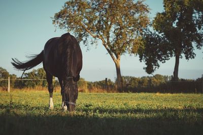 Horse grazing on field against sky