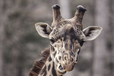 Close-up portrait of a horse