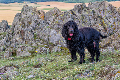 Dog on rock