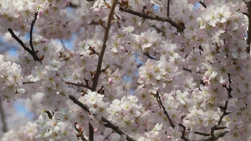 Close-up of white cherry blossoms in spring