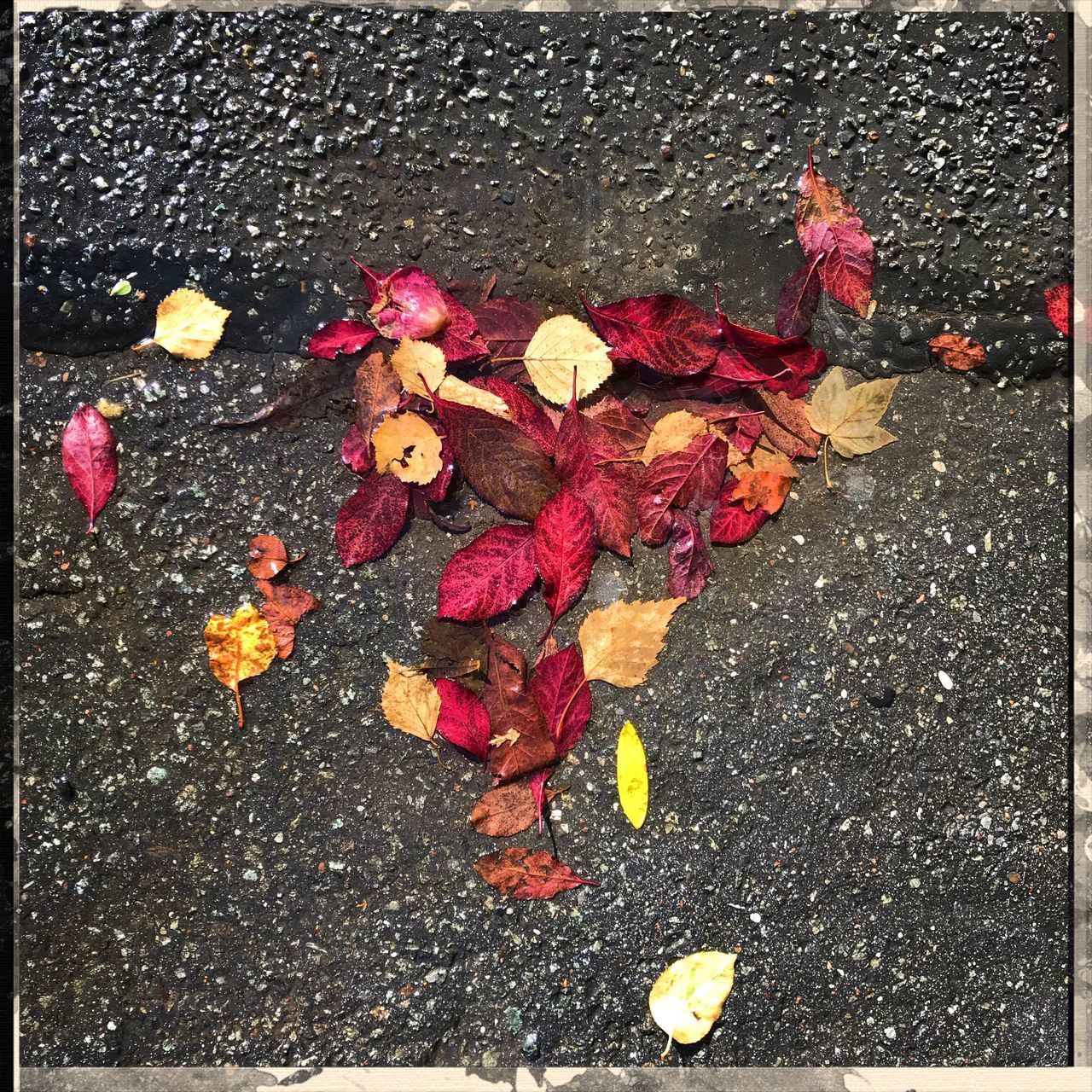 HIGH ANGLE VIEW OF FLOWERING PLANT ON STREET