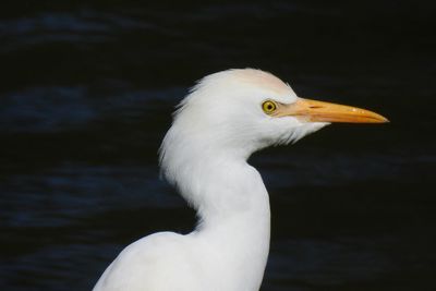 Close-up of a bird looking away