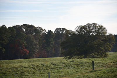 Trees on field against sky