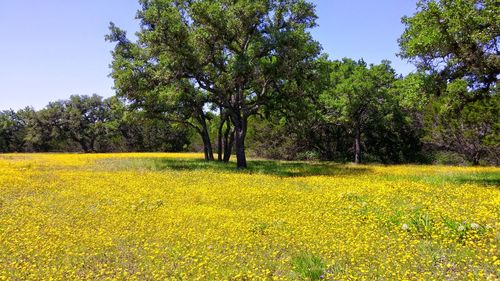 Yellow flowers blooming in field against clear sky