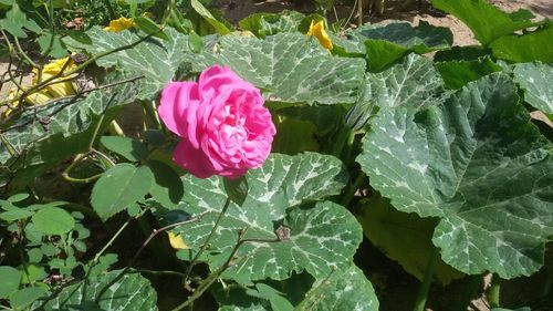 Close-up of pink flower blooming outdoors