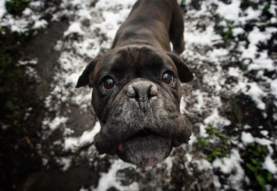 Close-up portrait of dog