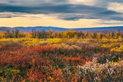 Scenic view of field against sky during autumn