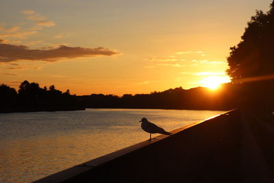 Silhouette of a seagull perching on nordostseekanal during sunset