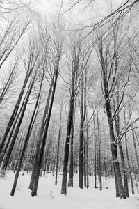 Bare trees on snow covered land