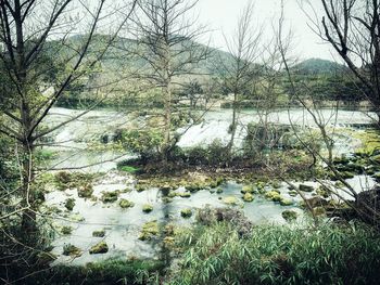 Scenic view of river amidst trees in forest