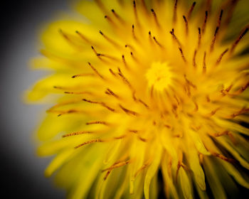 Close-up of yellow flowering plant