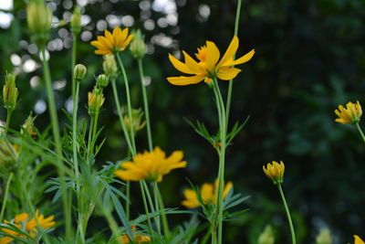 Close-up of yellow flowering plant