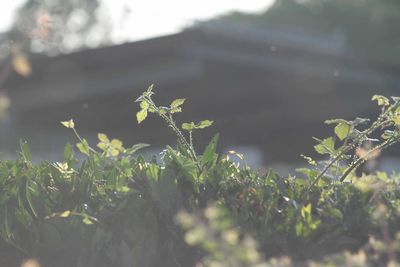 Close-up of plants growing on field