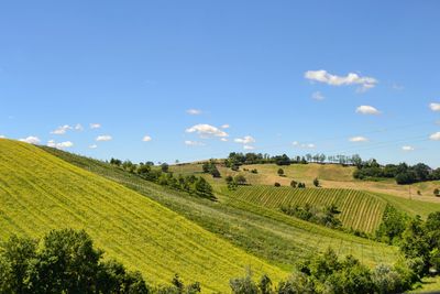 Scenic view of agricultural field against sky