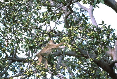 Low angle view of monkey on tree