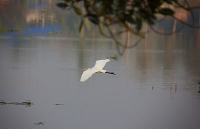 Swan flying over water