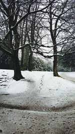 Trees on snow covered land