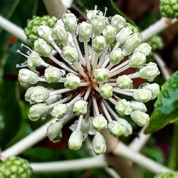 Close-up of flowers blooming outdoors