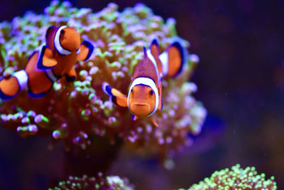 Clown fishes swimming through the water