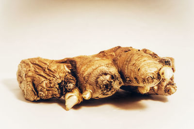 Close-up of stuffed against white background