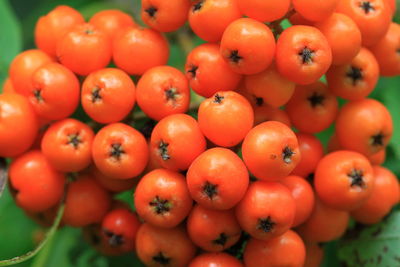 Close-up of tomatoes for sale at market