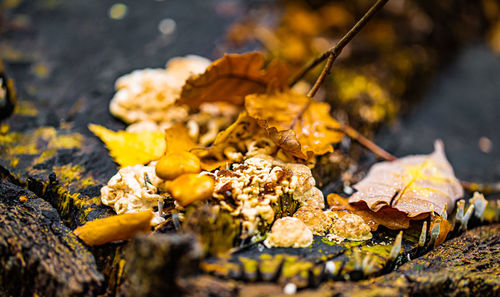 Close-up of autumn leaves