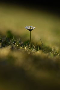 Close-up of flowering plant on land
