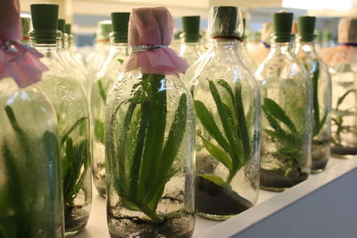 Close-up of leaves in glass bottle on table