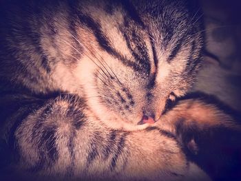 Close-up of cat sleeping