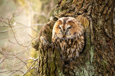 View of a bird on tree trunk