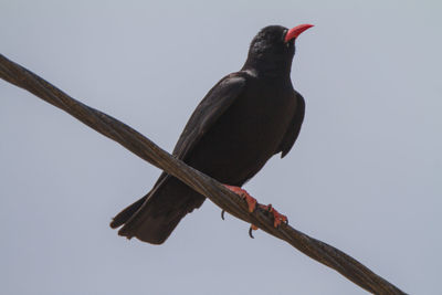 Low angle view of bird perching on branch