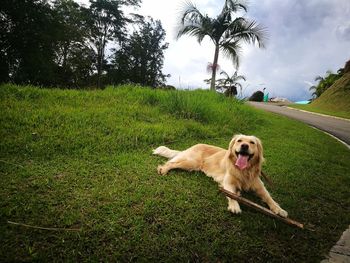 Portrait of dog on grass