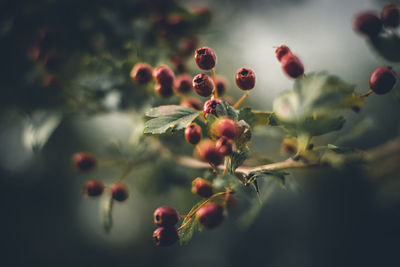 Close-up of berries growing on tree