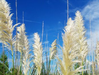 Low angle view of reed growing against cloudy sky