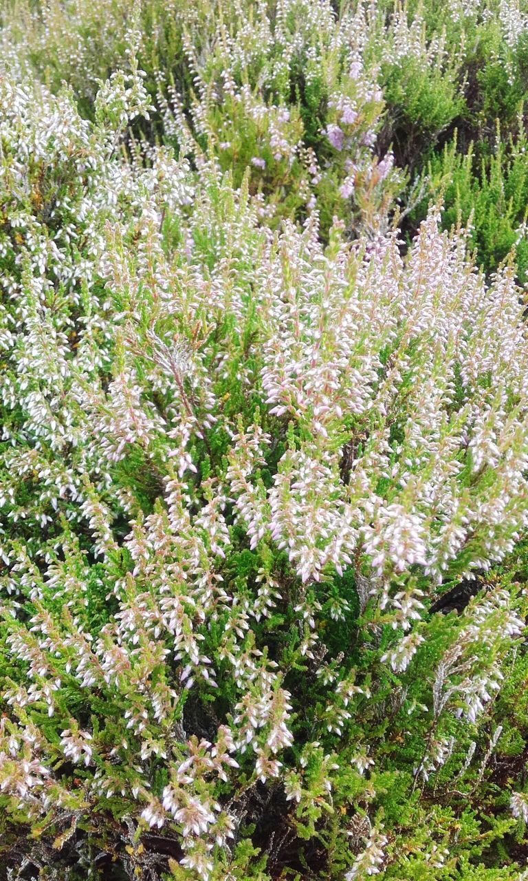 FULL FRAME SHOT OF WHITE FLOWERS