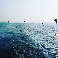 Birds flying over sea against clear sky