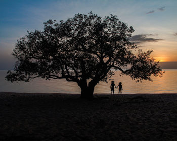 Silhouette tree on beach against sky during sunset