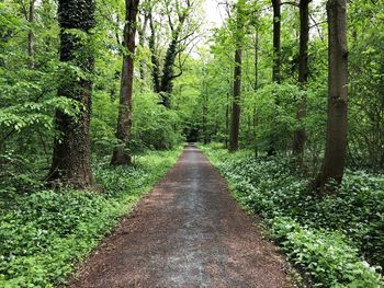 Footpath amidst trees in forest