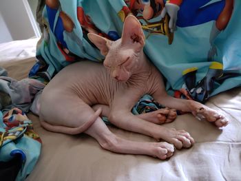 Close-up of sphynx kitten sleeping on bed