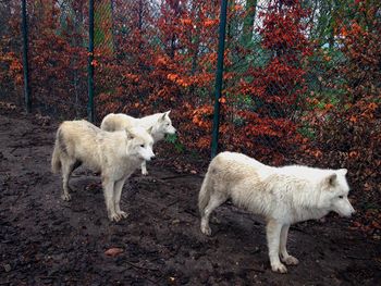 Wolves in zoo