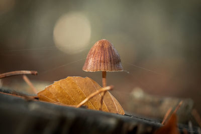 Close-up of mushroom growing on land