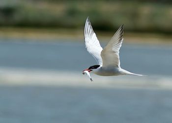 Seagull flying over water