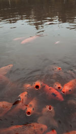 View of koi fish in lake