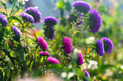Close-up of purple flowering plants in park