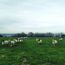 Sheep in a field