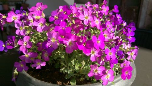 High angle view of pink flowering plants