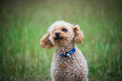 Close-up of dog on field