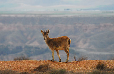 Giraffe standing on field against sky